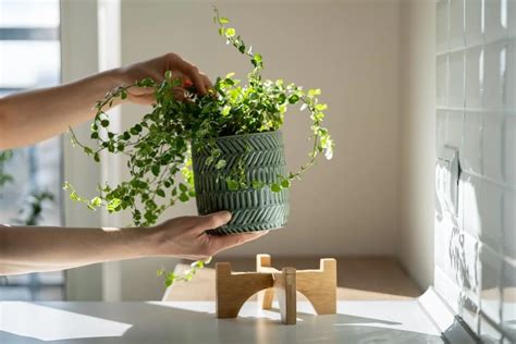 避邪擋煞植物|居家避邪植物有哪些？告別式、農曆七月 5種避邪擋煞植物要備好